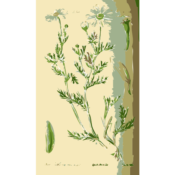 Illustration of the Anthemis Flower